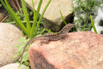 Lizard on rock