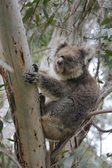 Koala sleeping in eucalyptus tree