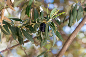 olives on tree in andalusia, spain