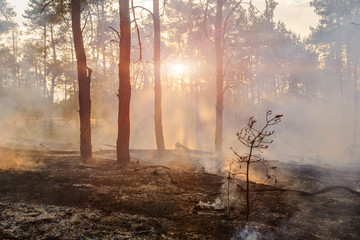 Smoke rising from a partially burned forest