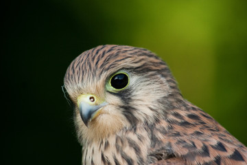 Portrait eines Turmfalken