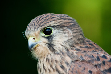 Portrait eines Turmfalken