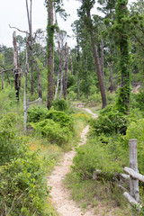 Path through woods