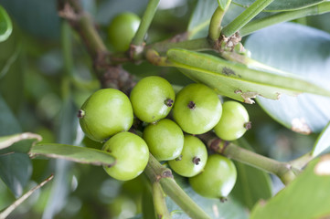 フクギの実（未成熟）