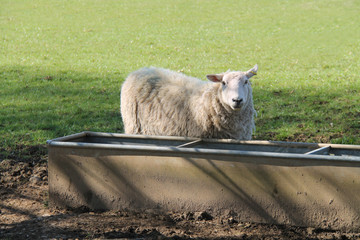 Naklejka premium An Adult Ewe Sheep at an Agricultural Water Trough.