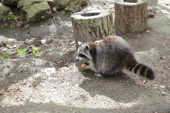 Waschb&auml;r