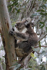 Koala sleeping in eucalyptus tree