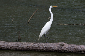 Heron on log