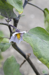 ナスの花