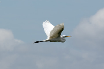 Heron flying 3