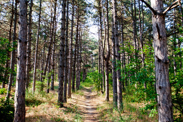 Fototapeta premium Tourist narrow path in a pine forest of pine trees goes into the distance on a summer day against the sky