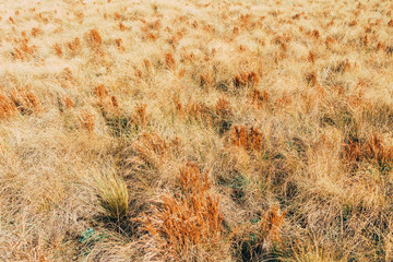 Shrubs and dry grass in a field
