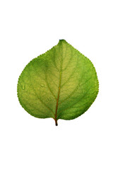 Leaf of a tree on a white background