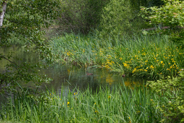 Plants on the shore of the pond. Summer. Botanical Garden. Ducks