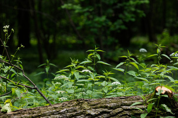 Forest Glade. Fallen tree. Nettle. Vegetable background