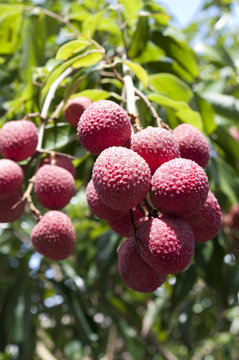 レイシ（ライチ）の実