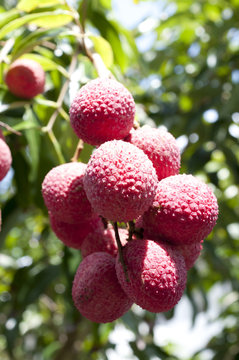 レイシ（ライチ）の実