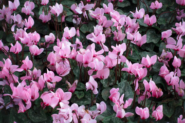 pink flowers spread on green leaf garden