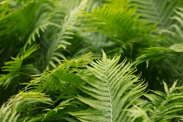 Ornament from green plants. Green background. Fern, shrub,