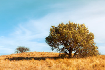 Tree calden in a dry field of La Pampa, Argentina