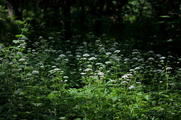 Fototapeta na wymiar Forest glade, thick shadow, sunspot, white flowers.Aegopódium podagrária