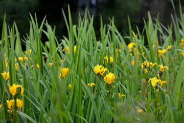 Plants on the shore of the pond. Summer. Botanical Garden