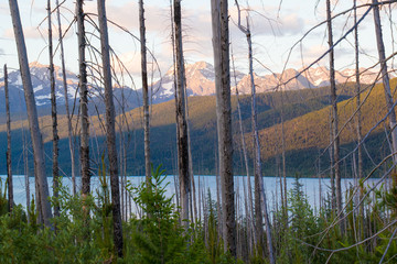 Glacier Nat'l. Park (Montana) mountains/trees at sunset