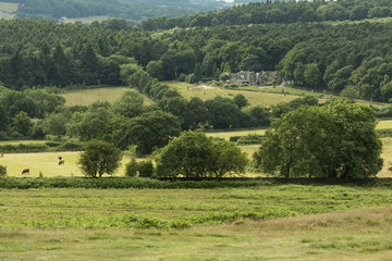 Woodland Retreat