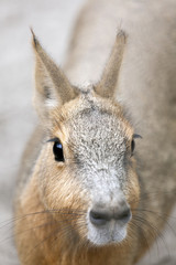 Patagonian mara  looks into the camera