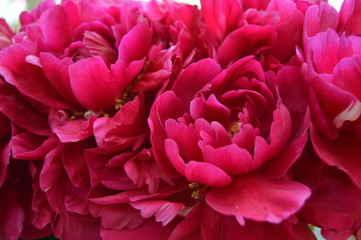 peonies