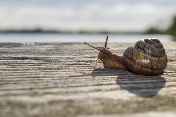 Snail garden