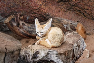 fennec enjoys