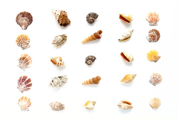Variety of seashells arranged in rows and columns on a white background.