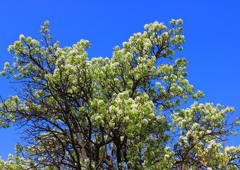 Flowering pear tree