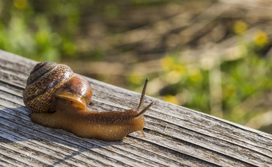 Snail garden