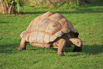 Giant tortoise