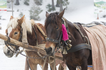 Two harnessed horses in winter