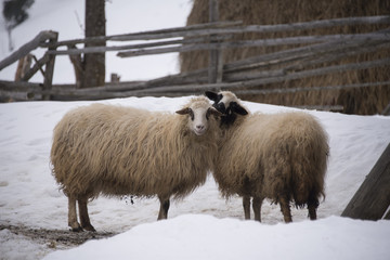 Obraz premium Two uncut sheep leaned against each other in a backyard in winter