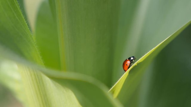 Ladybird on the corn leaf 4K 2160p 30fps UltraHD footage - Coccinellidae red beetle close-up 3840X2160 UHD video