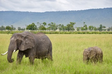 アフリカのぞう