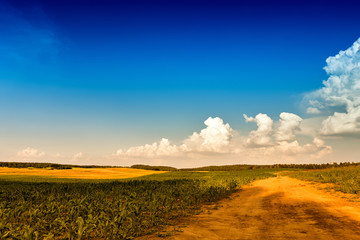 Summer landscape with green corn cereals field. Ground road and clouds. © NemanTraveler