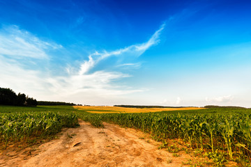 Summer landscape with green corn cereals field. © NemanTraveler