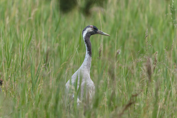 vögel