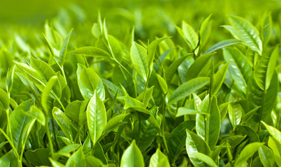 Fresh green leaves of tea tree natural background