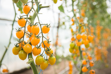 Vegetable garden with plants of yellow tomatoes in a Greenhouse