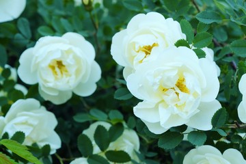 Obraz na płótnie Canvas Beautiful white roses in a summer Park