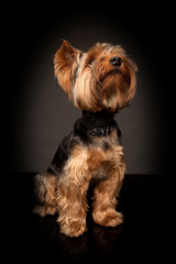 Terrier on the black background. A small dog.