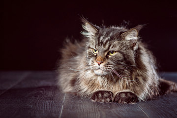 Maine Coon cat. Purebred cat.
