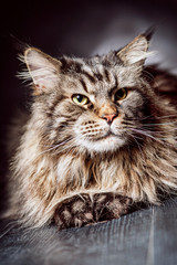 Cat lying. Maine Coon. Purebred cat.