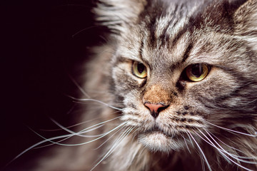 Portrait of a cat. Maine Coon. Purebred cat.